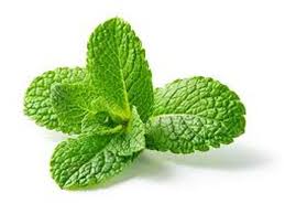 Daun Mint